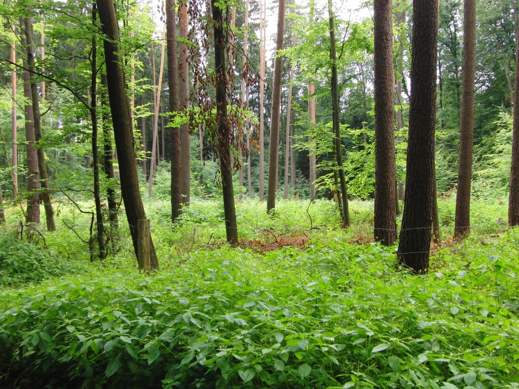 Lichtung im Wald bei Ebern