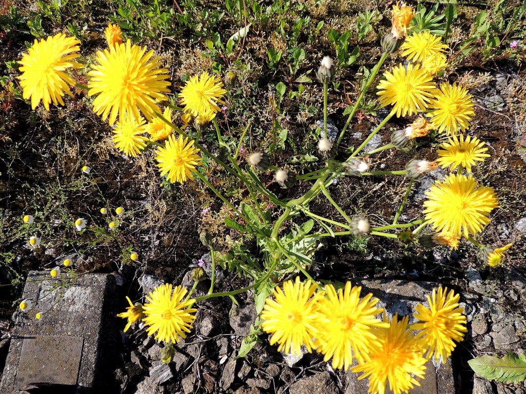 Lwenzahn (Taraxacum sect. Ruderalia) gedeiht in einem stillgelegten Anschlugleis; 120520