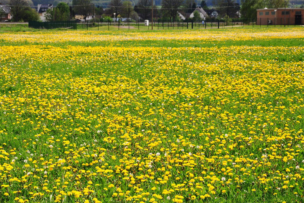 Lwenzahnmeer bei Euskirchen - 03.05.2012