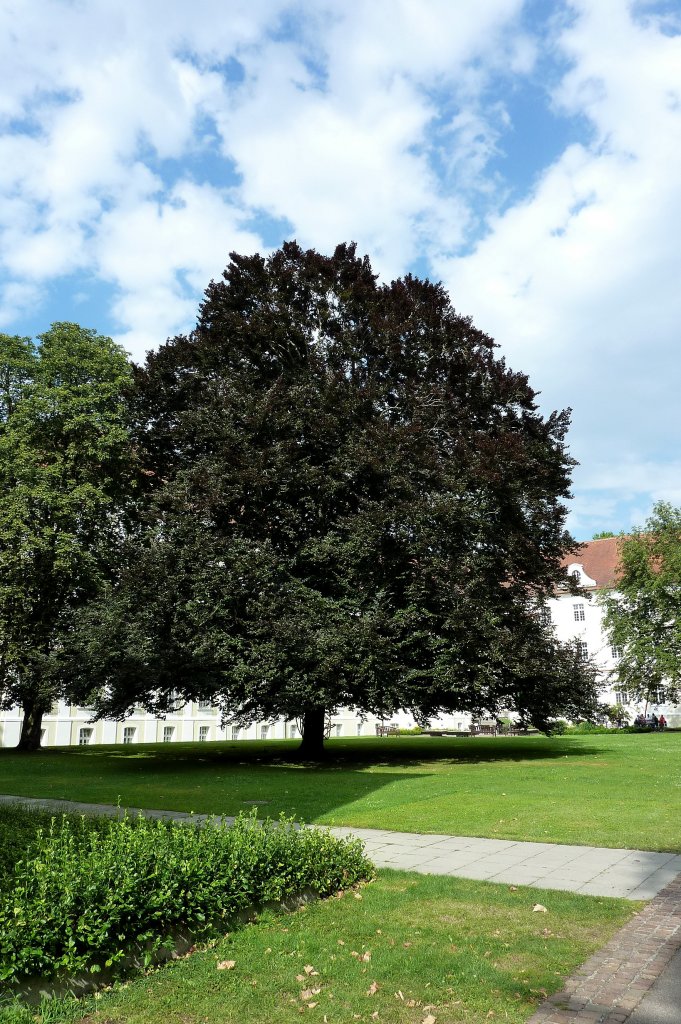 mchtige Blutbuche im Schlohof von Bad Schussenried, Aug.2012