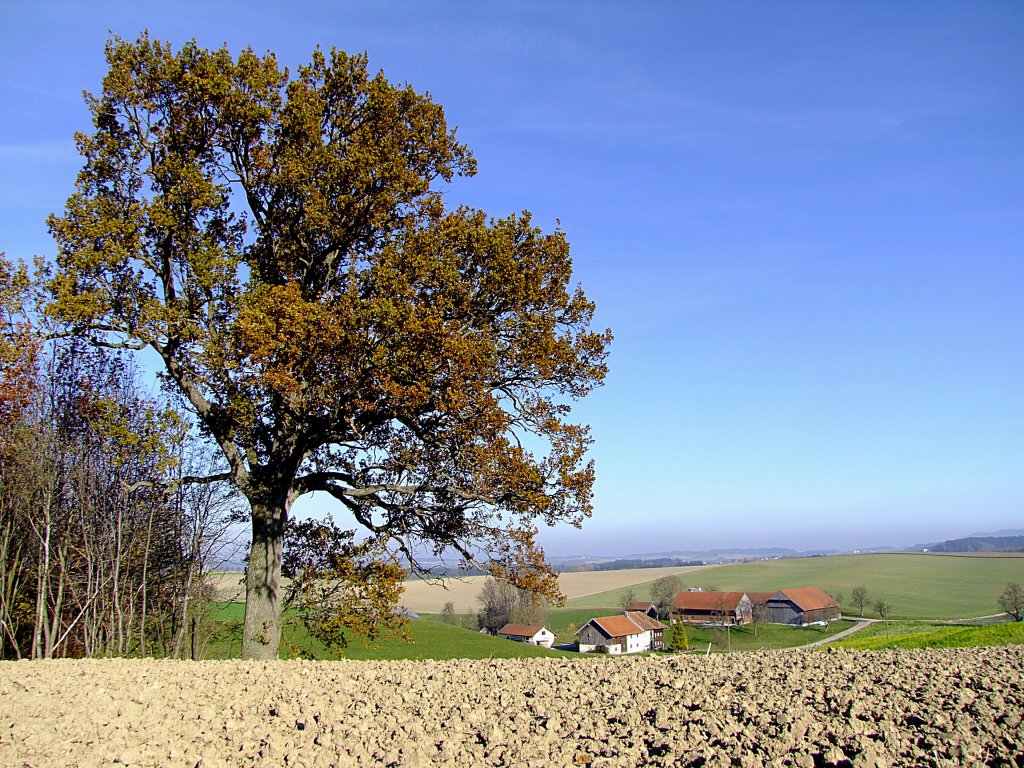 Mchtige Eiche am Waldesrand bei Neuhofen/Innkr.;111113