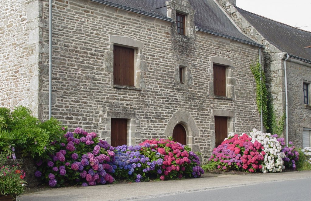 Mchtige Hortensien vor einem bretonischen Haus am 23.07.2009