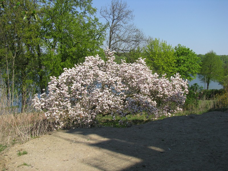 Magnolienstrauch gesehen in Malente (Ostholstein), Malente 25.04.2011