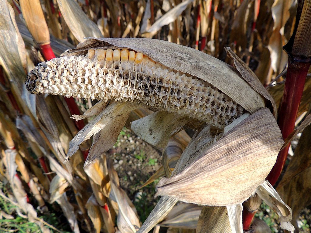 Mais (Zea mays) wird gerne von wildlebenden Tieren als Nahrung bevorzugt; 121014