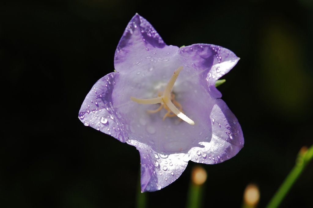 Makroaufnahme einer Blume mit Wassertropfen. Der Name der Blume ist mir leider nicht bekannt. Aufnahmedatum 28.06.2012.