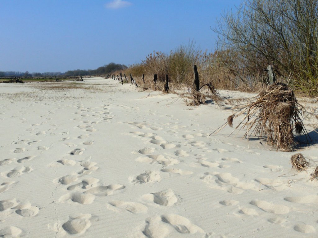 Man watet wie an der Ostsee durch eine dicke Schicht wunderschnen hellen Sand, den die Elbe bei ihrem vorigen Hochwasser im Januar 2011 am linken Ufer zwischen Tespe und Niedermarschacht angeschwemmt hat; 27.03.2011
