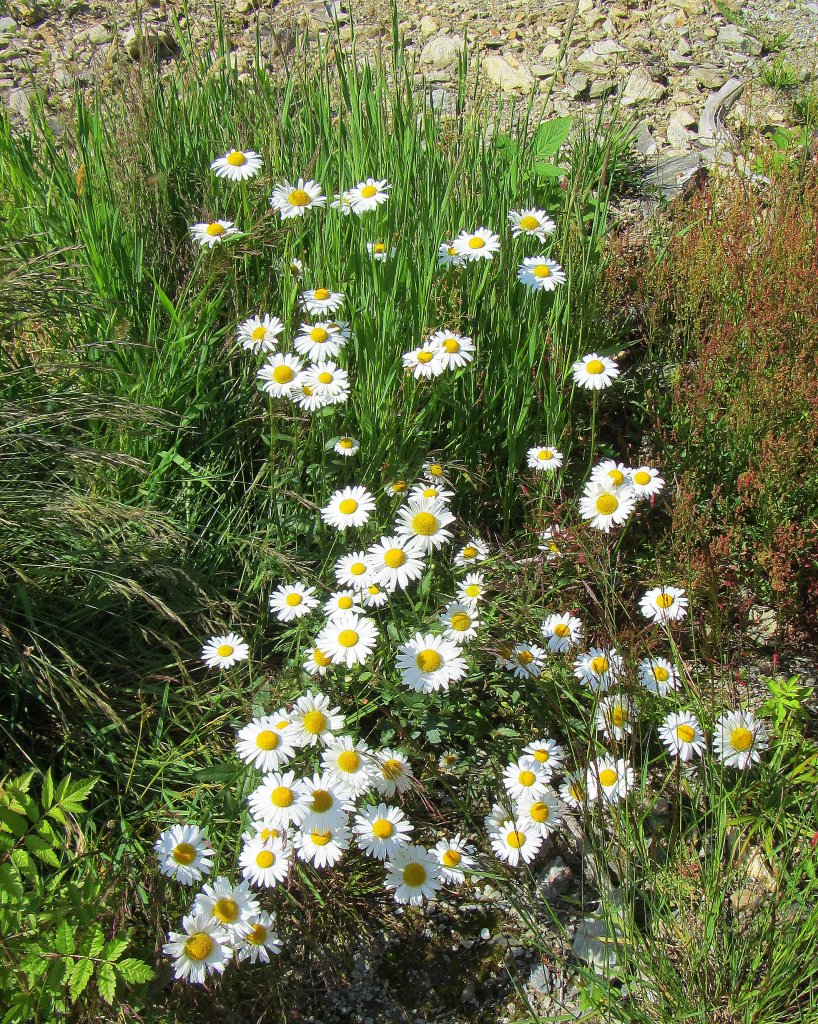 Margerite (Leucanthemum vulgare), auch Wiesen-Wucherblume genannt, am Wegrand am Reitherkogel.(09.07.2013)