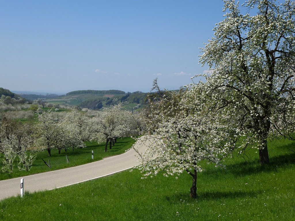 Markgrflerland, Baumblut im Eggenertal, April 2013