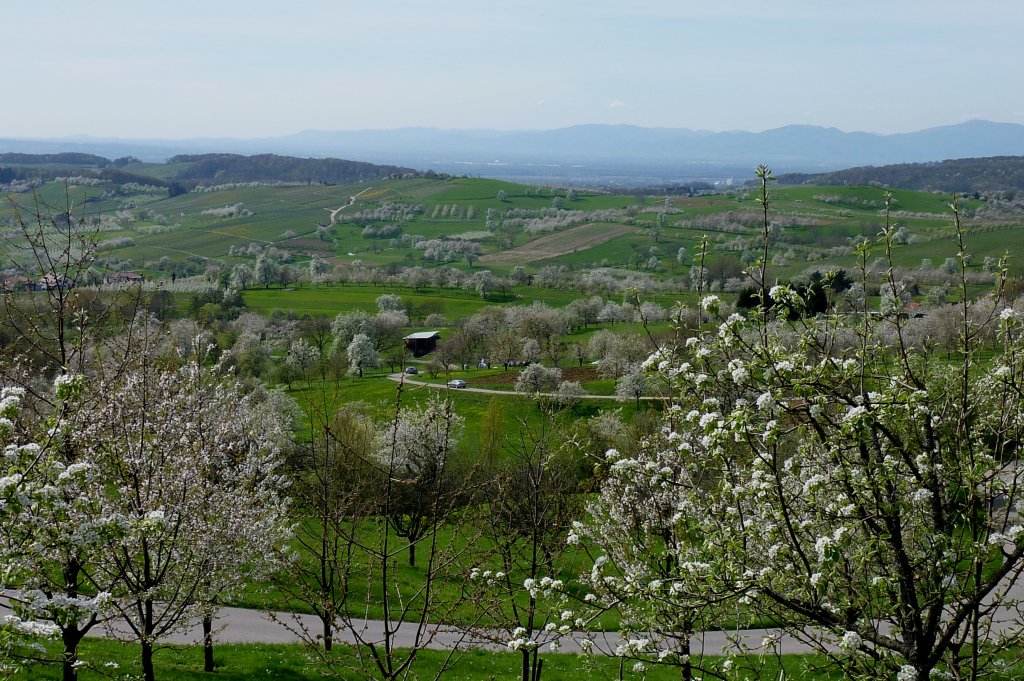 Markgrflerland, Baumblut von Kirschen, Birnen und pfeln zur gleichen Zeit, eine sehr seltene Naturerscheinung,  April 2011