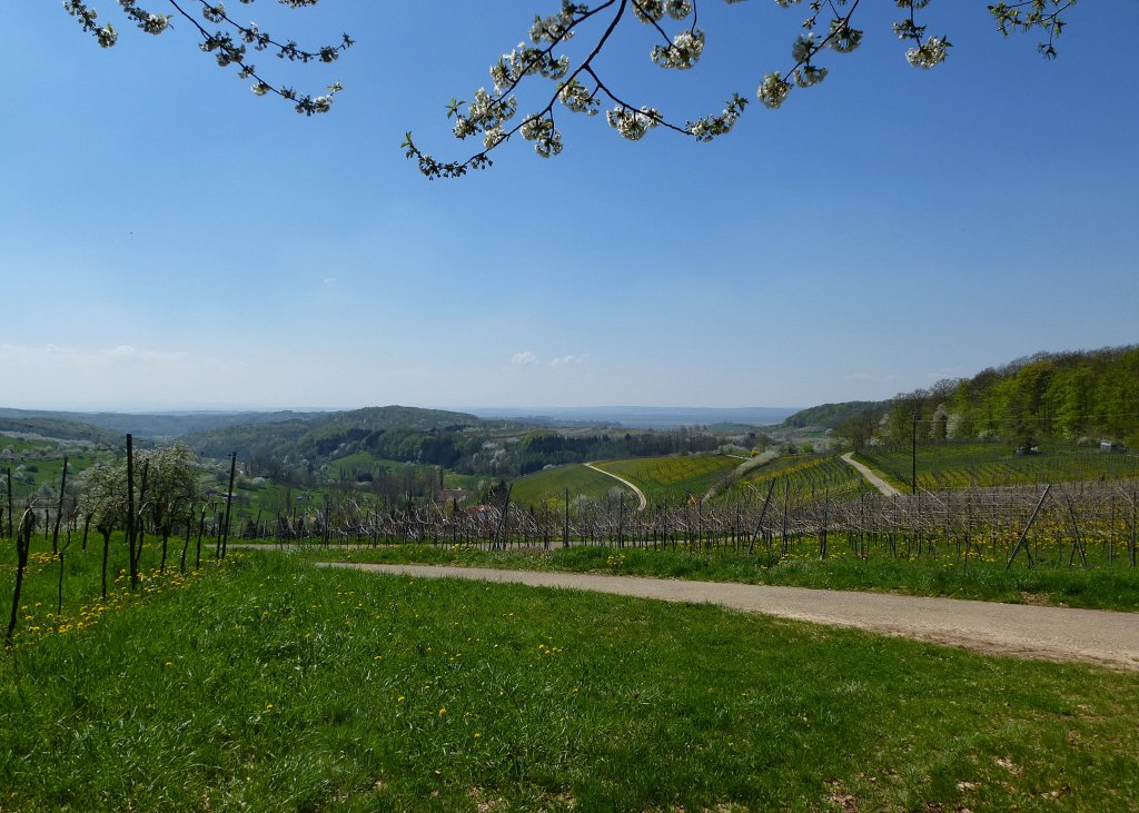 Markgrflerland, Frhling und Baumblut bei Feldberg-Stalden, April 2013