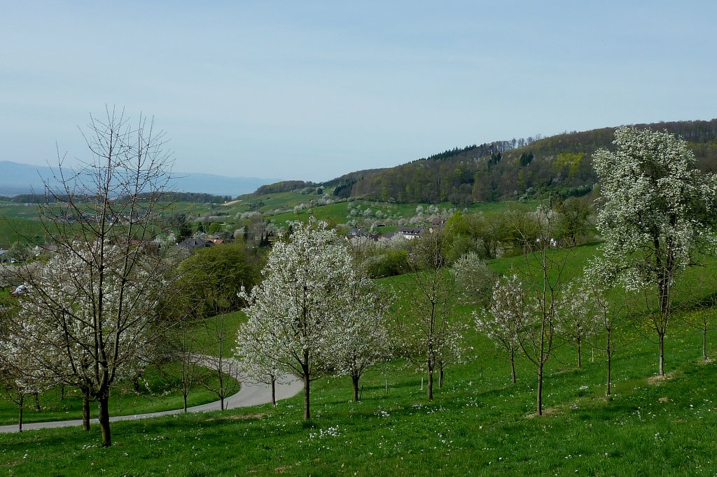 Markgrflerland, Baumblut, April 2011