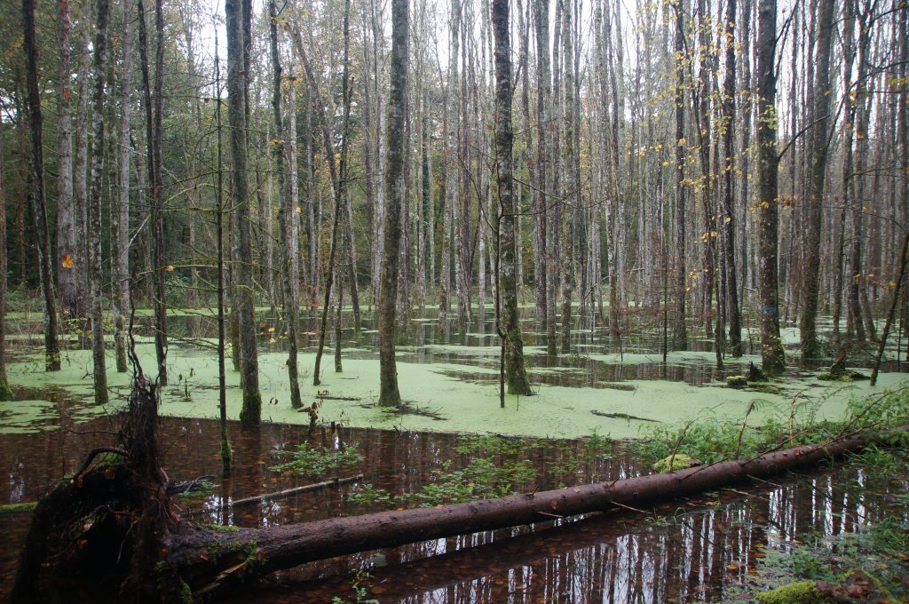 Marthalen / Imposanter  Bibersee  im Wald (03.11.2012)