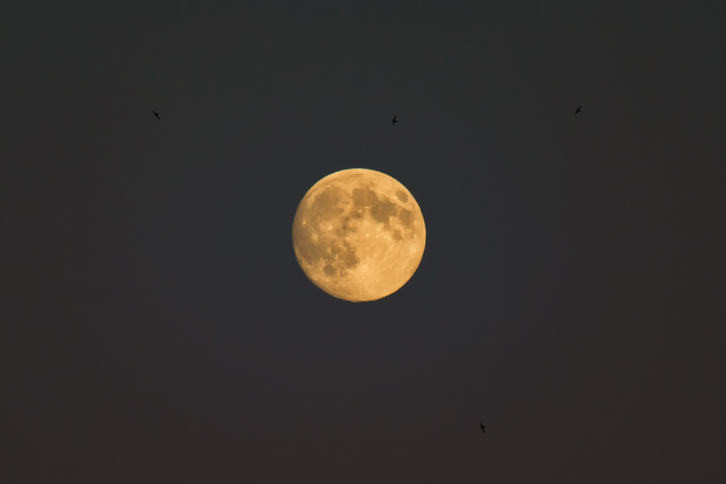 Mauersegler umkreisen scheinbar den Mond. - 21.07.2013