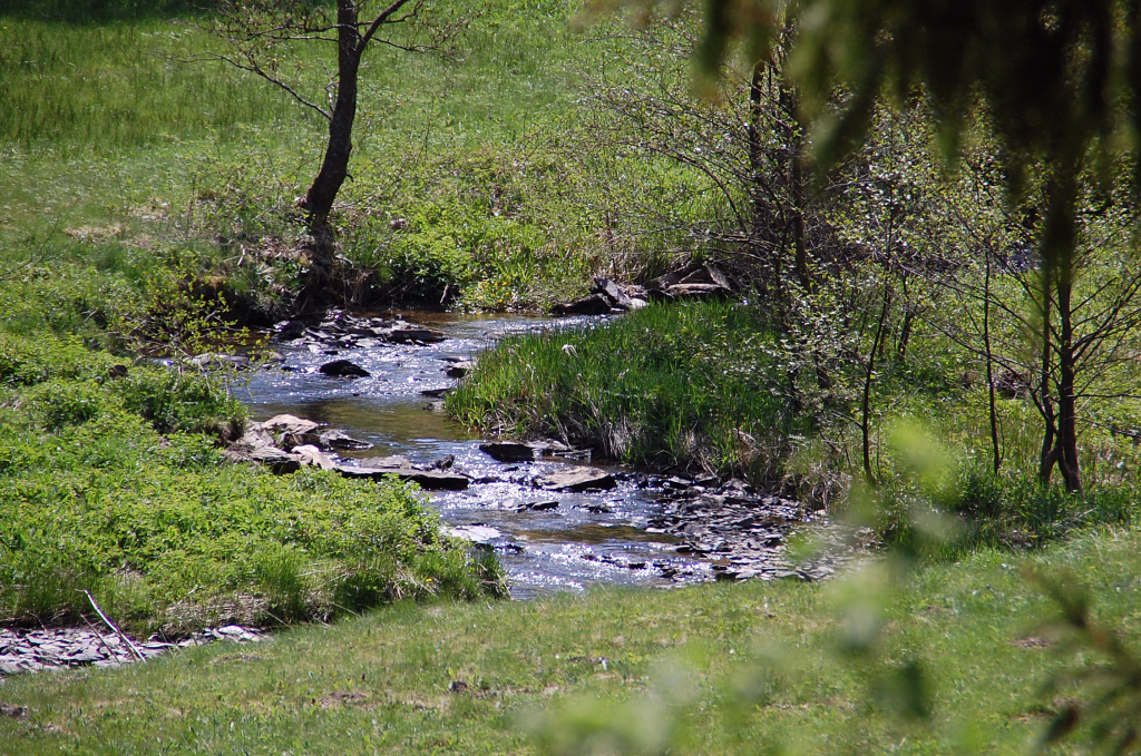 Meandernt schlngeld sich hier der Fuhrtsbach durch den Wiesengrund am Talboden, gesumt von einigen Bumen und im Frhjahr in gelbe Tupfen gehllt von den aber tausend wildwachsenden Narzissen. 7.5.2011