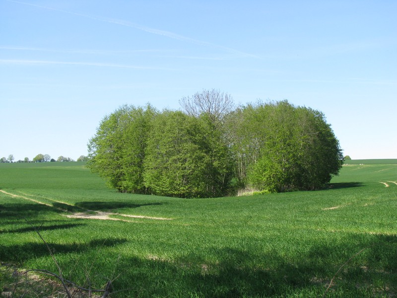 mecklenburgische Landschaft bei Goldbeck (NWM) an der Strae von  Khlenstein nach Arpshagen, 30.04.2011