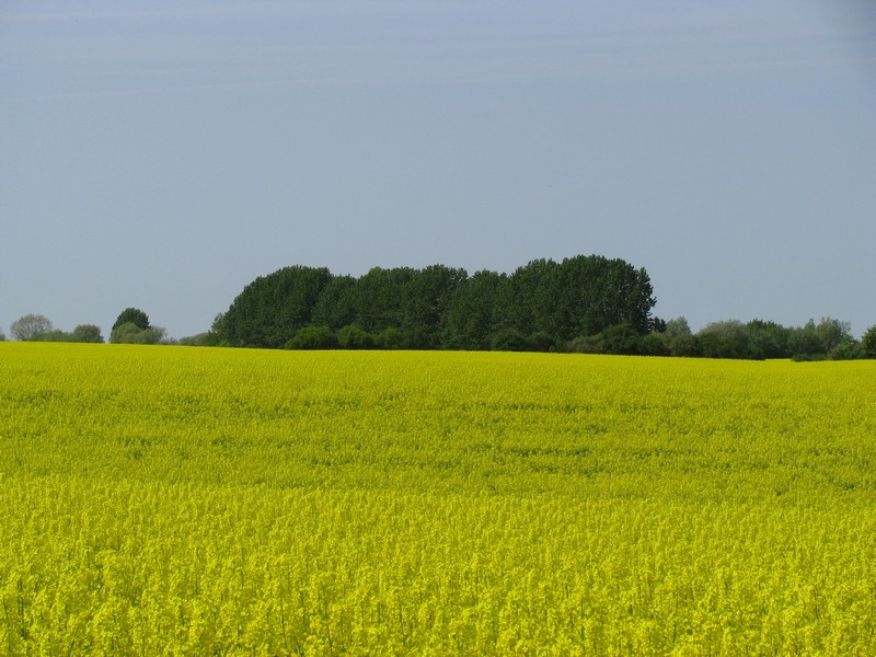 Mecklenburgische Landschaft zur Rapsbltenzeit [02.05.2009]