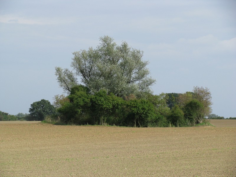 mecklenburgische Sommerlandschaft am Feldweg von Questin nach Jesse/Bernstorf (NWM), 09.09.2008