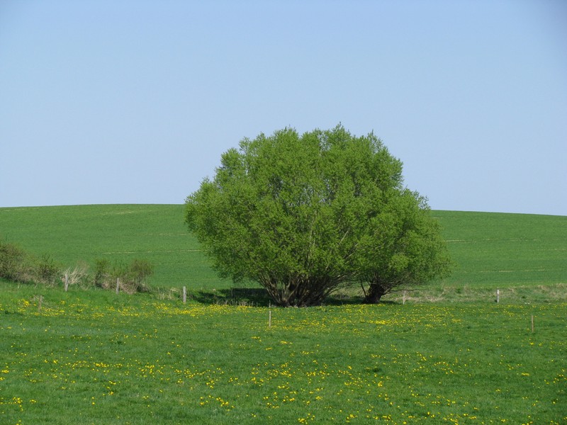 mecklenburgische Sommerlandschaft Pohnstorf (NWM) an der Strae von  Moor nach Hof Gutow, Pohnstorf 25.04.2011