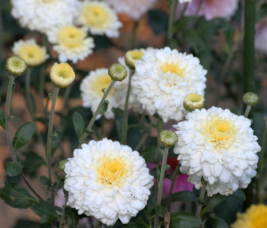 Mehrere Weie Chrysanthemen im Garten. Foto 01.10.2011