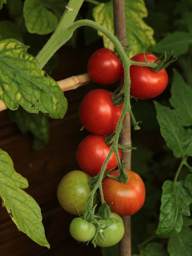 Meine Tomaten werden reif (20.07.2011), sie sind zur Zeit mein ganzer Stolz im Garten. Die Pflanzen stehen im Gewchshaus und sind jetzt ca. 2,3m hoch. Es ist so schn zu beobachten, wie aus einem kleinen Samenkorn ein Pflnzchen wird und aus den Blten diese leckeren Frchte. 