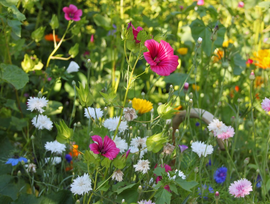 Meine  wilde Ecke  im Garten. Hier habe ich im Frhjahr eine Wildblumenmischung ausgest an der nicht nur ich, sondern auch viele Insekten, besonders Schmetterlinge, Wespen und Bienen ihre Freude haben. So kann Tier- bzw Umweltschutz richtig Spass machen. (03.07.2011)