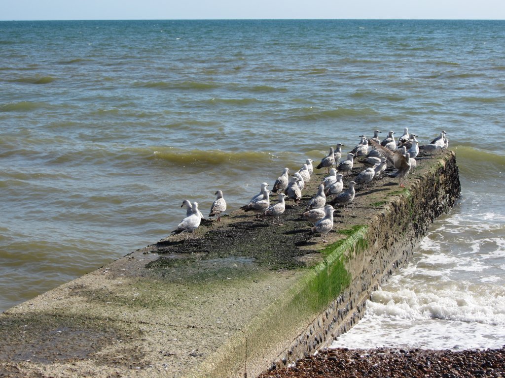 Mwen auf einer Seebrcke - in Brighton, April 2012