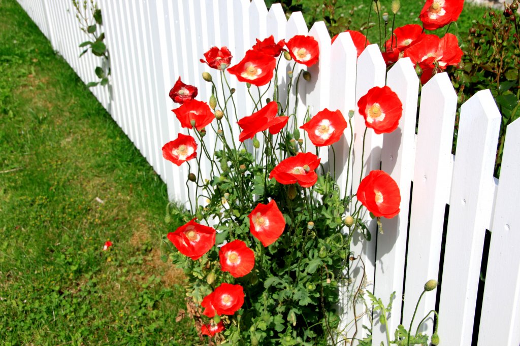 Mohn in Sderende auf Fhr am 29.06.2012