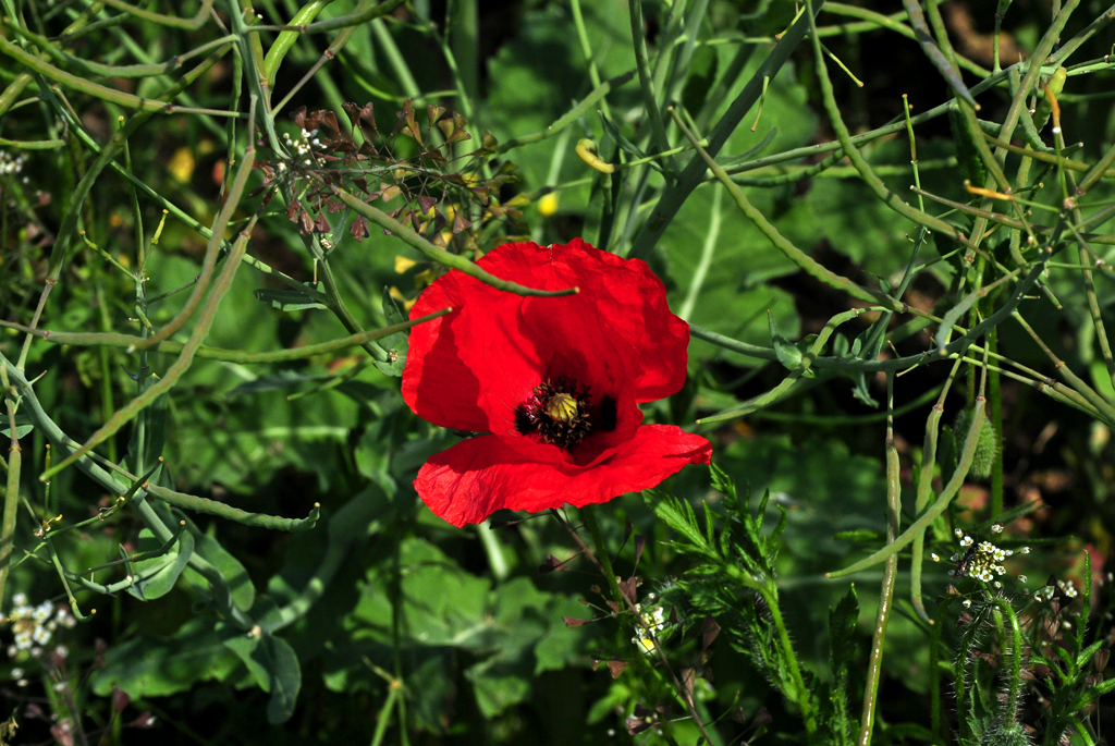 Mohnblume auf einem Acker bei Euskirchen - 05.05.2011