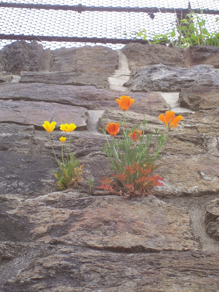 Mohngewchs an einer Mauer bei der Bahnstation Hohtenn/Ltschberg Sdrampe (22.05.2009)