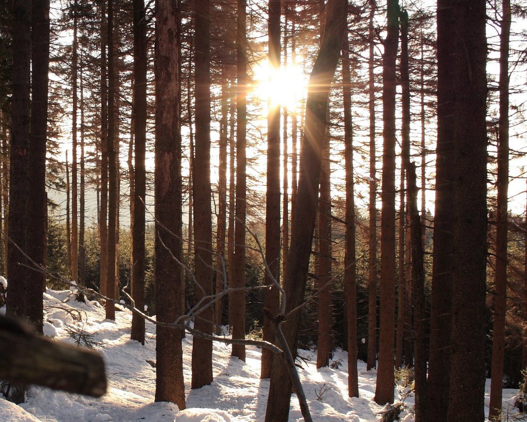 Morgensonne im Wald der Achtermannshhe im Harz; Blick am Morgen des 06.03.2013 vom Wanderweg zwischen dem Gipfel des Berges und Knigskrug.