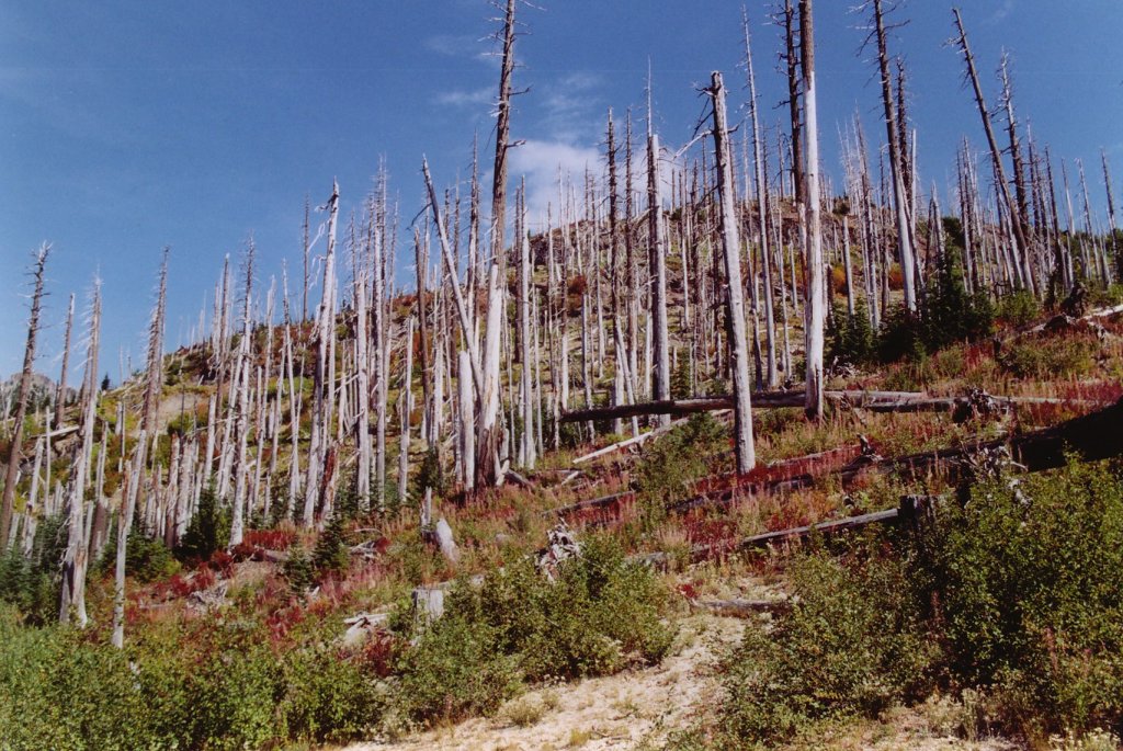 Mount St. Helens Nationalpark (16.03.2003)