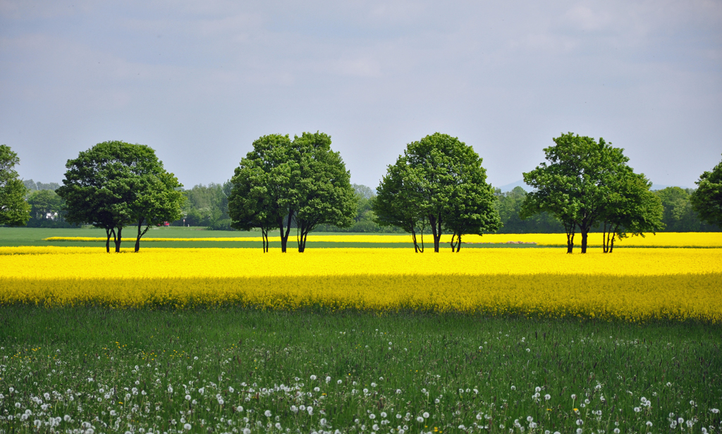 Natur pur - - Blumenwiese, Raps und dazwischen eine kleine Allee - 16.05.2010