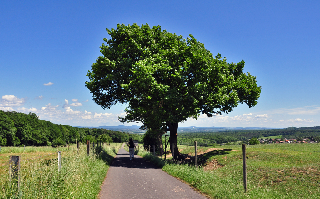 Natur pur - Felder, Wolken, Bume und im Hintergrund das Siebengebirge. 
17.06.2010