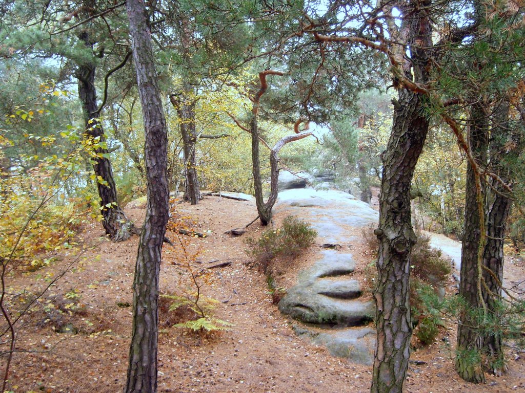 Naturpark Schsische Schweiz , zwischen Wehlen und Rathen , am 21.10.2012