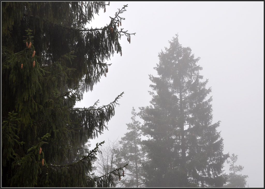 Nebel auf der Schwäbischen Alb - 

bei Meßstetten-Tieringen, 

06.04.2012 (J)