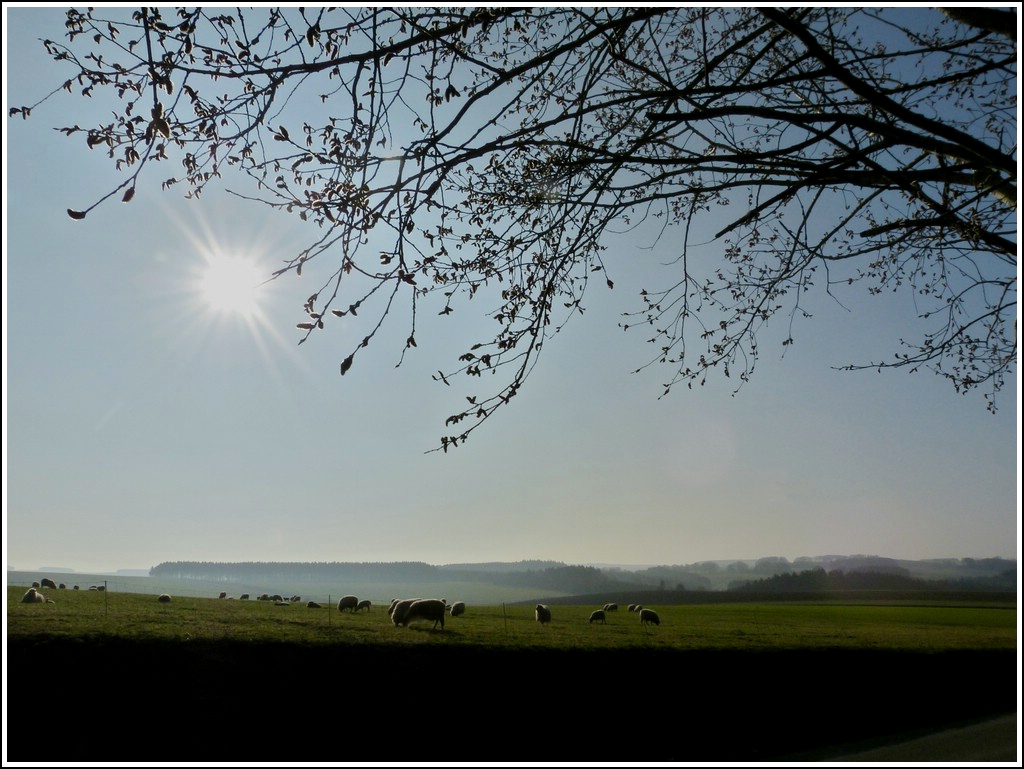 Nebelige Landschaft in der Nhe von Antoniushof. 14.03.2012 (Jeanny)