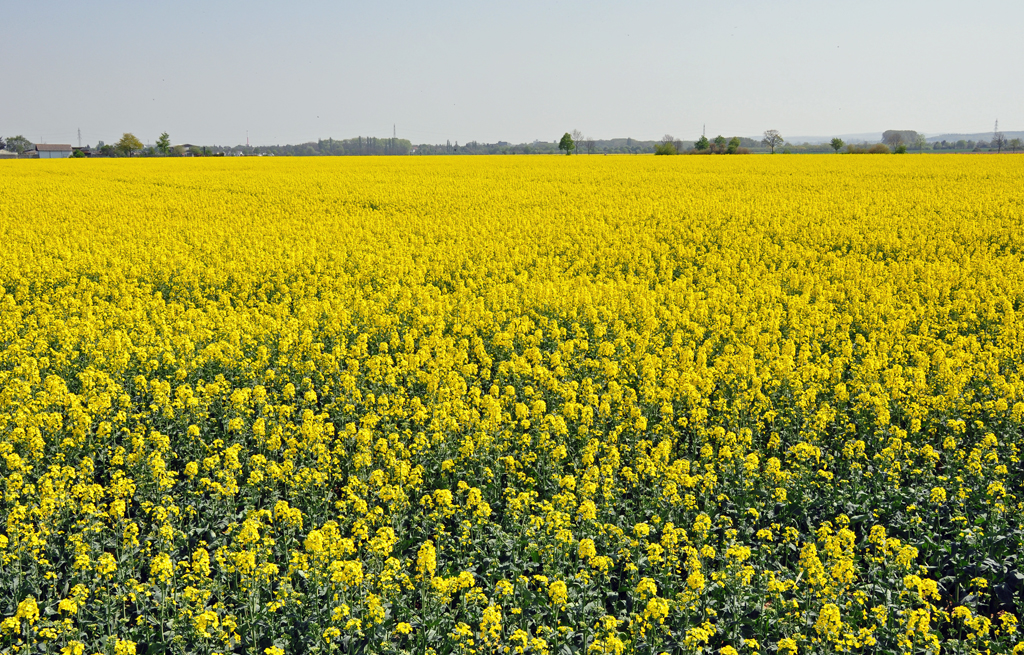 Noch ein Rapsfeld, bei Eu-Billig - 20.04.2011