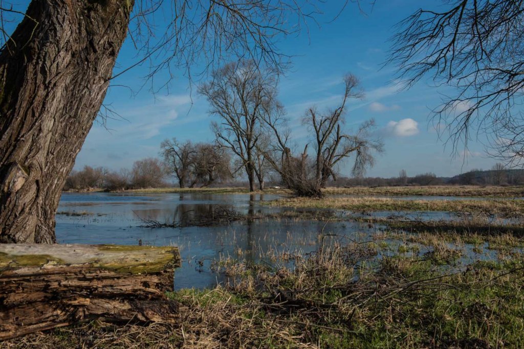 Noch leichte berschwemmungen an der Oder, Feb. 2013. (Hohensaaten)