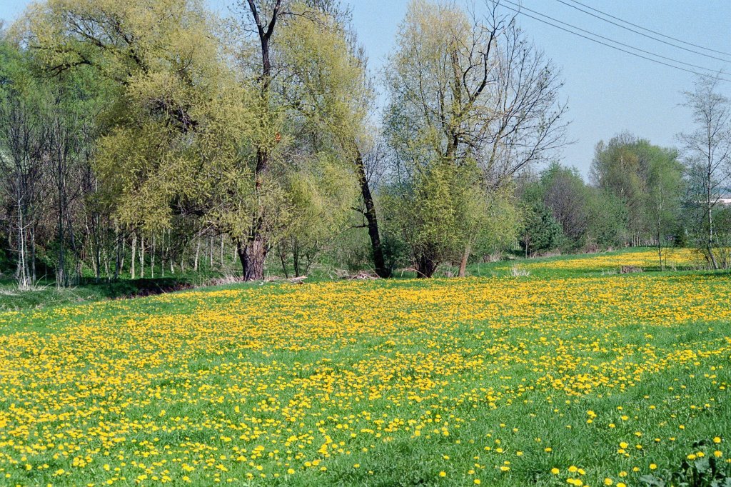 Noch nicht ganz hat der Frhling einzug gehalten, Ostern 2011, im Muhlengrund. 