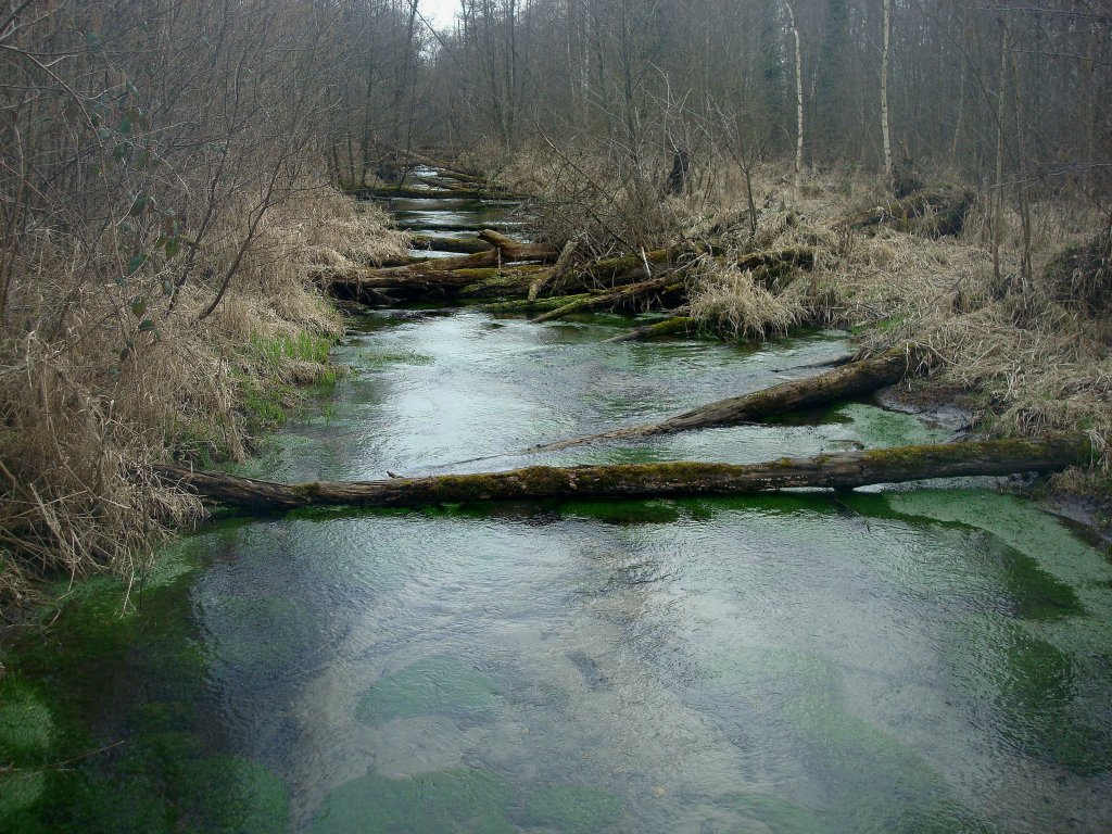 Noch sieht es grau aus in den Auenwldern der Rheinebene im Feb.2011 