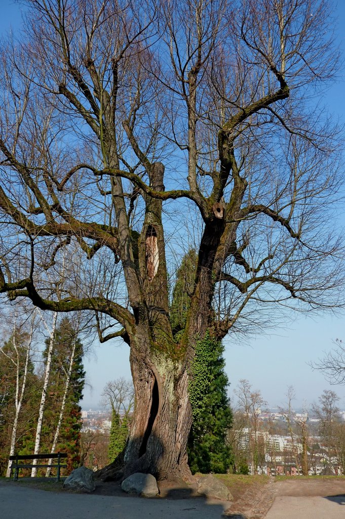 noch unbelaubt sieht man das hohe Alter der Linde besonders gut, steht auf dem Lorettoberg in Freiburg, Mrz 2012