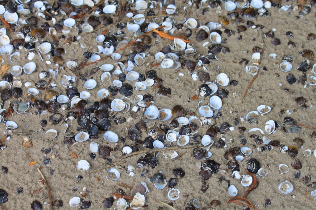 Nordsee oder Ostseestrand? Nein, diese Muscheln konnte ich am 15.09.2011 am Strand des Rheins bei Andernach fotografieren.