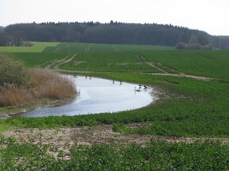 Nordwestmecklenburg; Ein Paradies fr Wasservgel