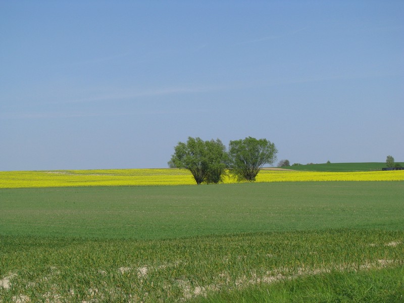 Nordwestmecklenburg, Frhlingslandschaft bei Groenhof an der Strae K 18 von Damshagen nach Grevesmhlen 07.05.2011