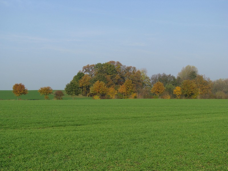 Nordwestmecklenburg; Hecke an der Kreisstrae (K 16) nach Roxin, 08.11.2008