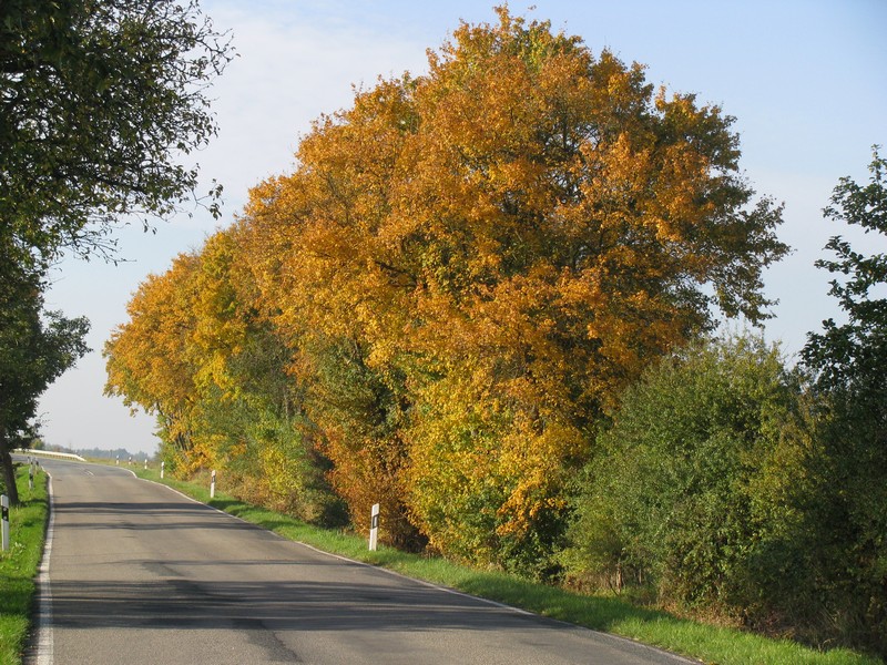 Nordwestmecklenburg, herbstliche Landschaft an der Landstrae (L 02) von Bttlingen nach Sievershagen, 11.10.2008