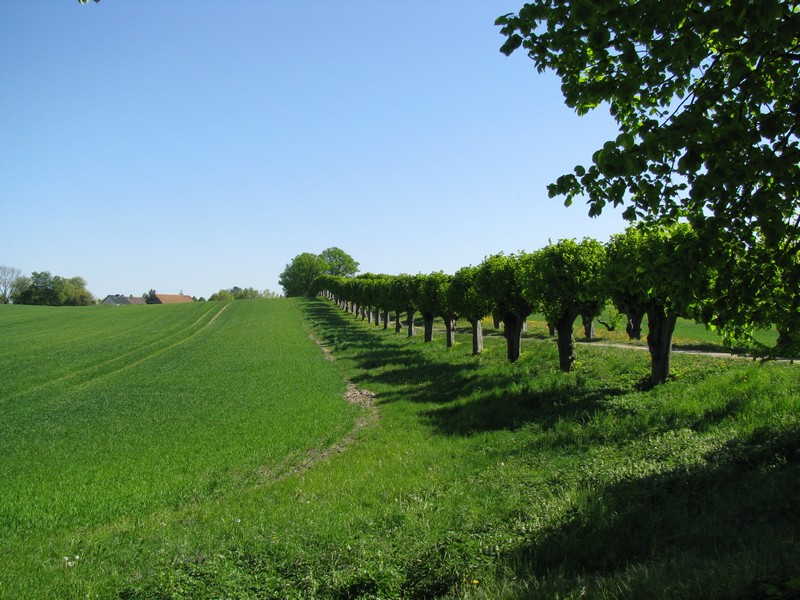 Nordwestmecklenburg, Kltz; Blick entlang der 250 Jahre alte Feston-Allee, die durch spalierartig gezogene Linden gebildet wird, nach Hofzumfelde, Kltz 08.05.2011