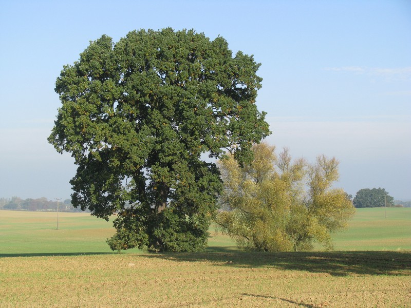 Nordwestmecklenburg, Landschaft an der Landstrae (L 02) von Blieschendorf nach Hanshagen, 11.10.2008