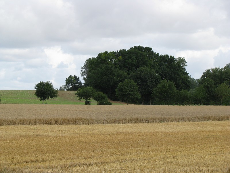 Nordwestmecklenburg; Landschaft bei Brzow 09.08.2008