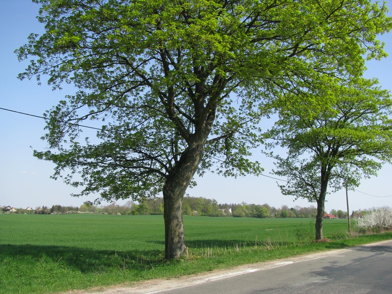 Nordwestmecklenburg [MV]; Blick nach Harmshagen (nrdlicher Dorfrand) von der Chausee L 031 Upahl - Bad Kleinen, 22.04.2011